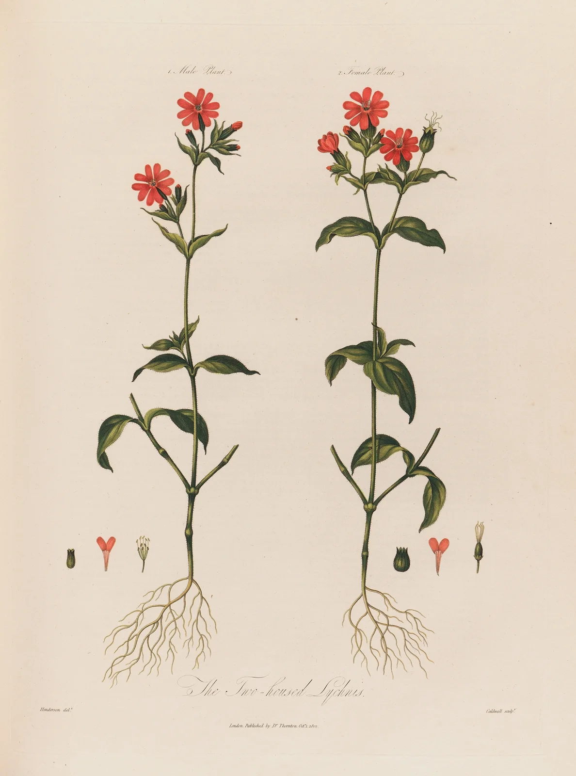 The Two-housed Lychnis av Robert John Thornton