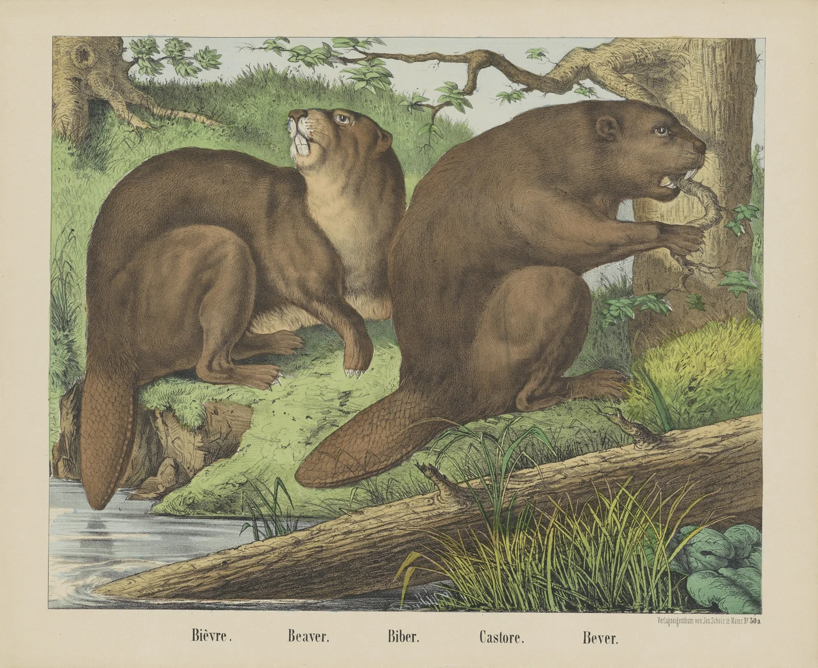 Beaver av Joseph Scholz