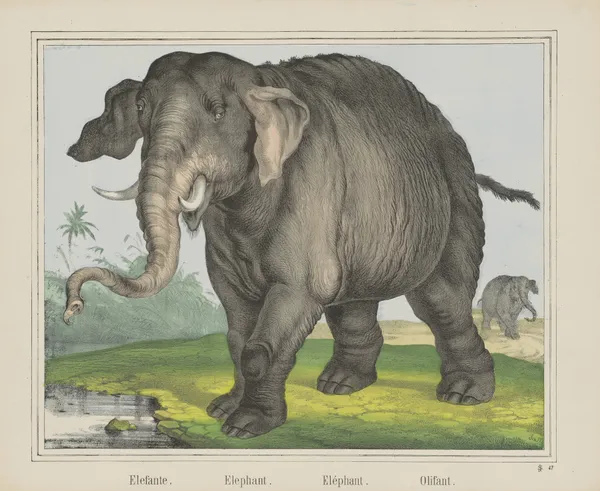 Elephant av Joseph Scholz