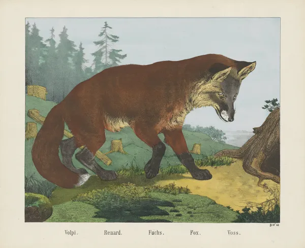 Fox av Joseph Scholz