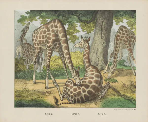 Giraffe av Joseph Scholz