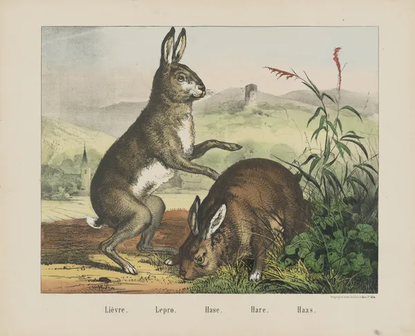 Hare av Joseph Scholz
