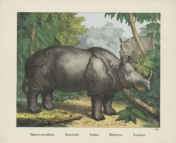 Rhinoceros av Joseph Scholz