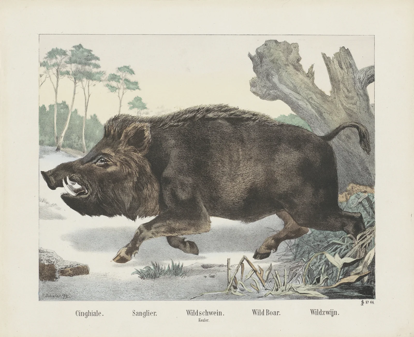Wild boar av Joseph Scholz