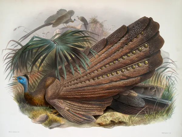 Argus giganteus. av Joseph Smit
