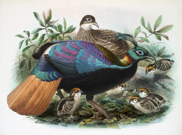 Lophophorus Impeyanus. av Joseph Smit