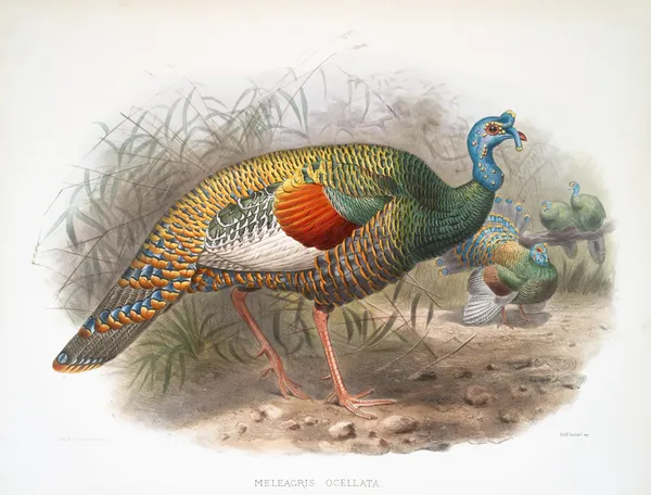 Meleagris ocellata. av Joseph Smit