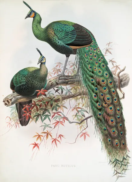 Pavo muticus. av Joseph Smit