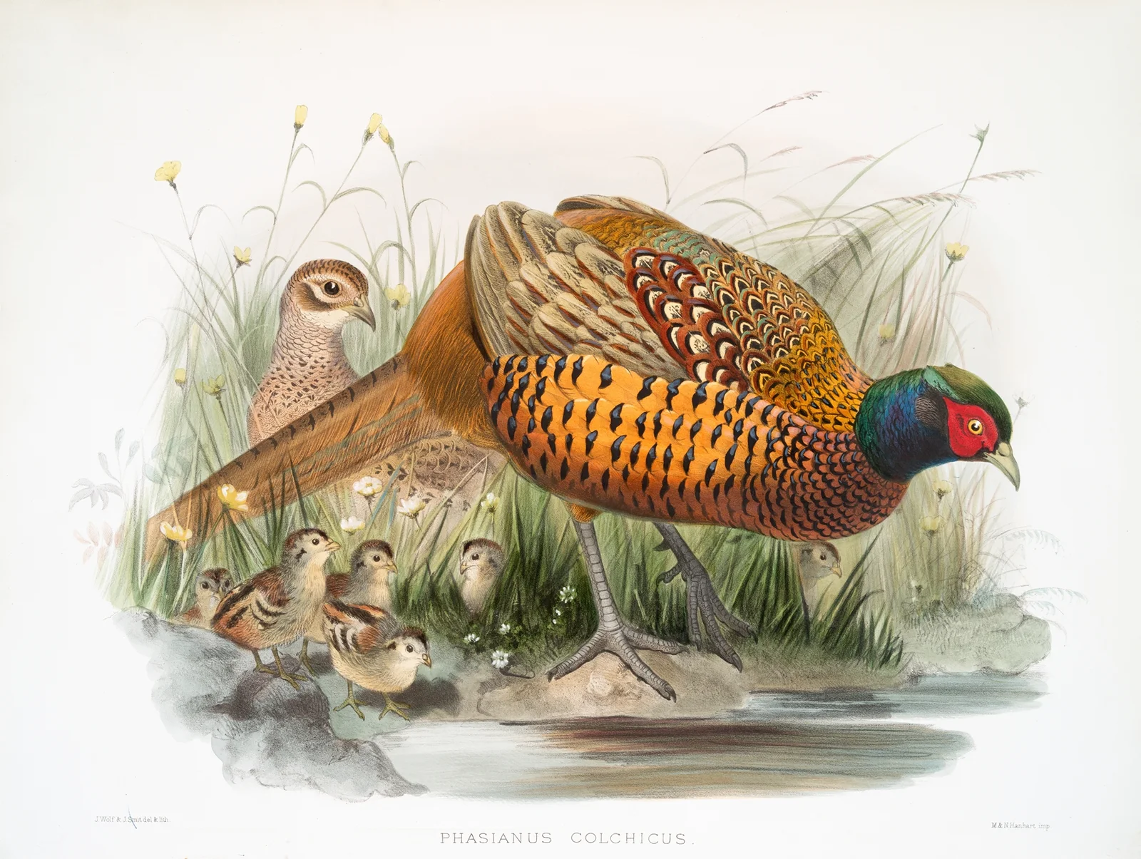 Phasianus colchicus. av Joseph Smit