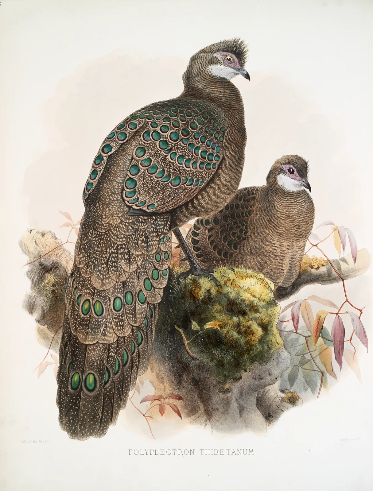 Polyplectron thibetanum. av Joseph Smit