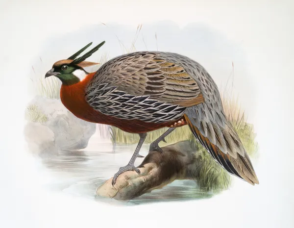 Purcasia Duvauceli. av Joseph Smit