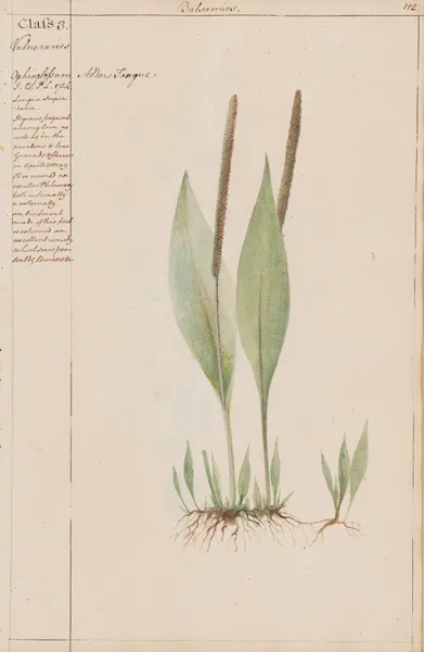 Adders Tongue av Joshua Webster