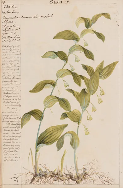 Common Solomon’s Seal av Joshua Webster