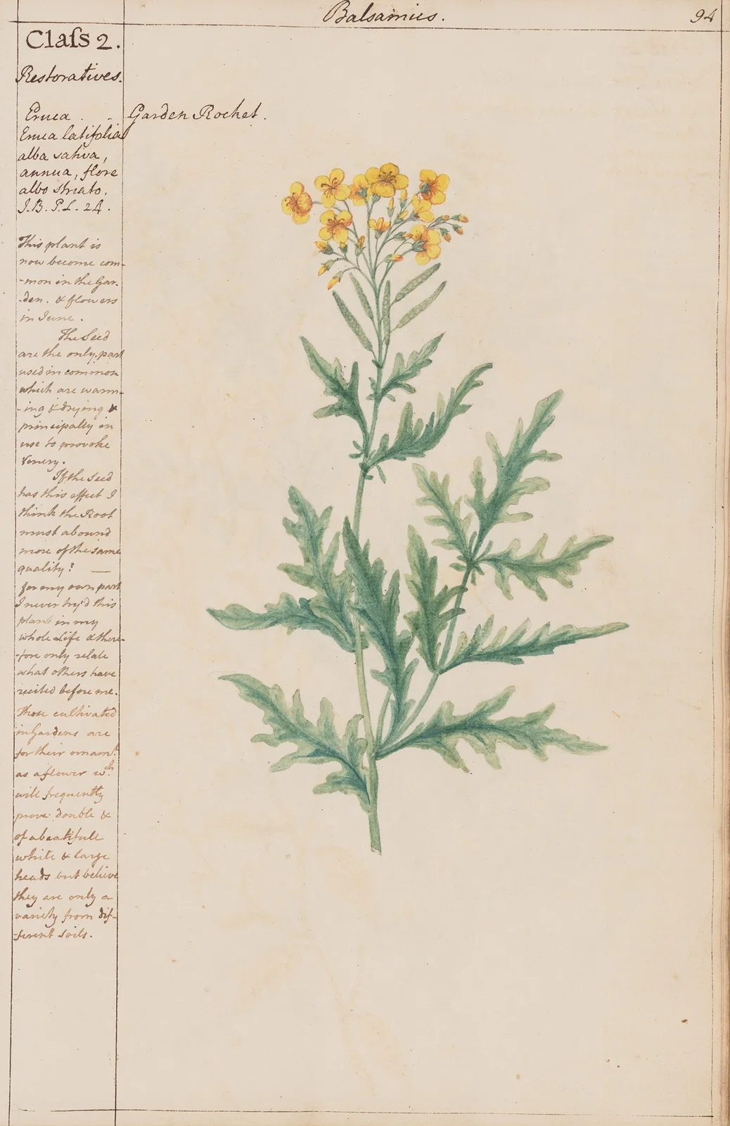 Garden Rocket av Joshua Webster