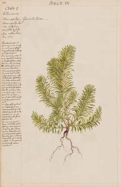 Ground Pine av Joshua Webster