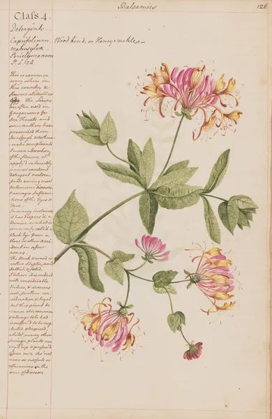 Wood bind or Honeysuckle av Joshua Webster