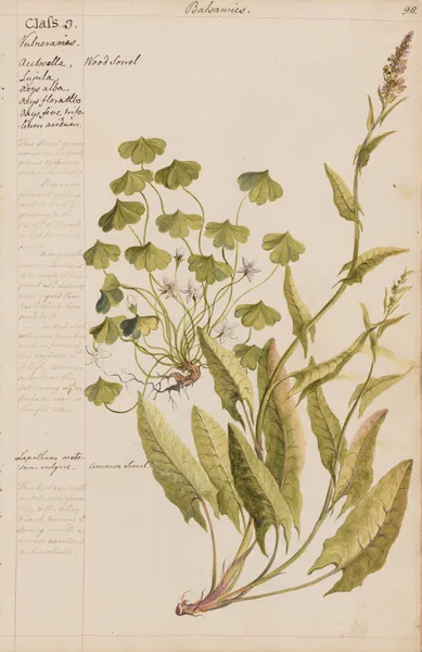 Wood sorral, Common Sorrel av Joshua Webster