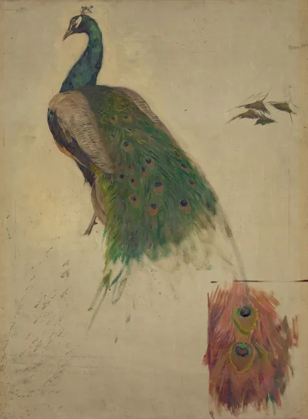The sciences, study for peacock in tympanum av Kenyon Cox
