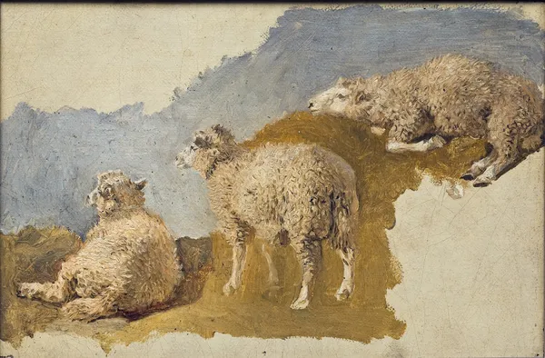 Three Sheep. Study av Kilian Zoll