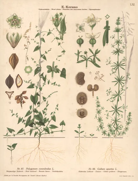 Black bindweed, Cleavers av Knut Quelprud