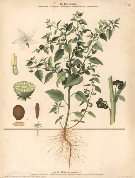 Black nightshade, garden nightshade av Knut Quelprud