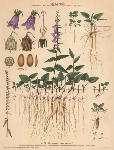 Creeping campanula av Knut Quelprud