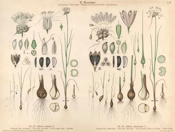 Crow garlic, wild garlic, Field garlic, wild garlic av Knut Quelprud