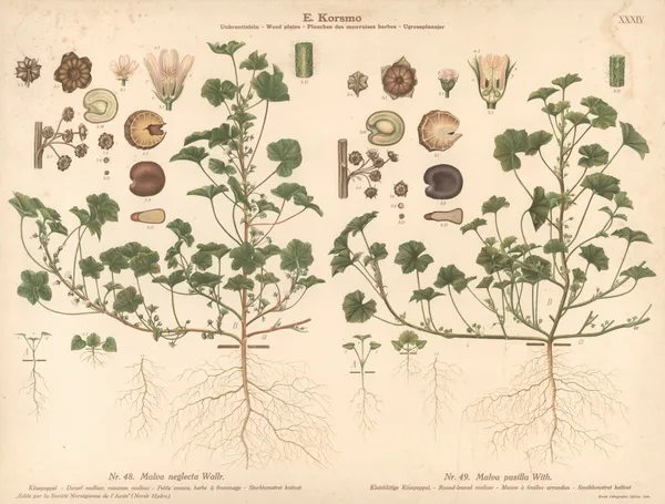 Dwarf mallow, common mallow, Round-leaved mallow av Knut Quelprud