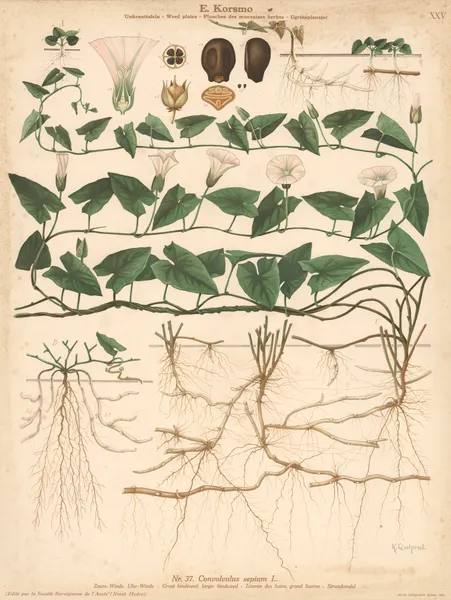 Great bindweed, larger bindweed av Knut Quelprud