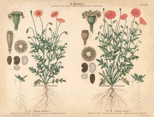 Long smooth-headed poppy, Field poppy, common red poppy av Knut Quelprud