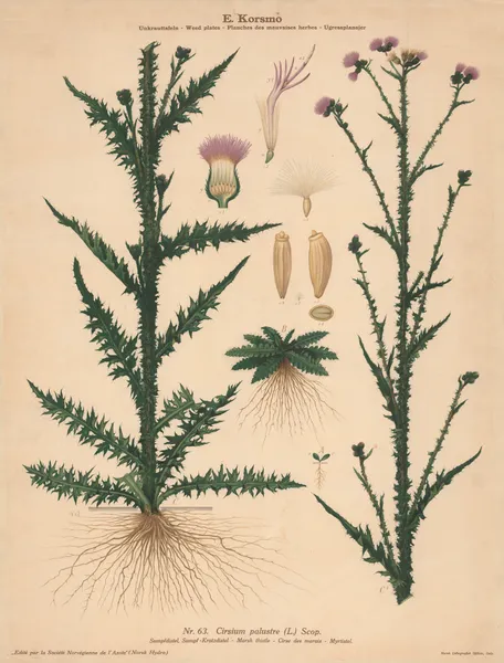 Marsh thistle av Knut Quelprud