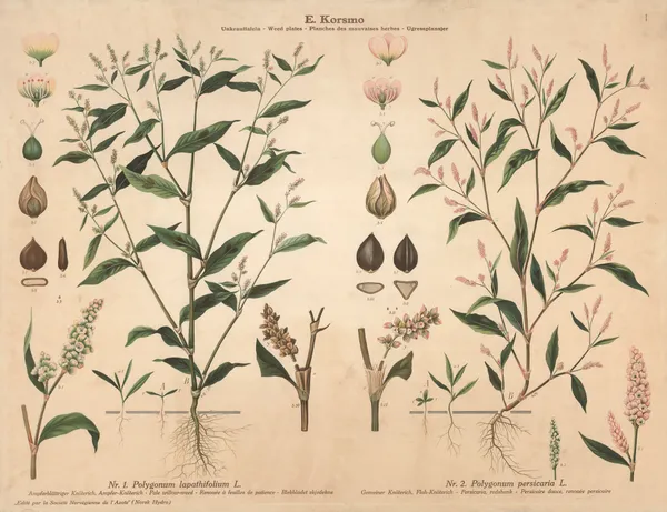 Pale willow-weed, Persicaria, redshank av Knut Quelprud