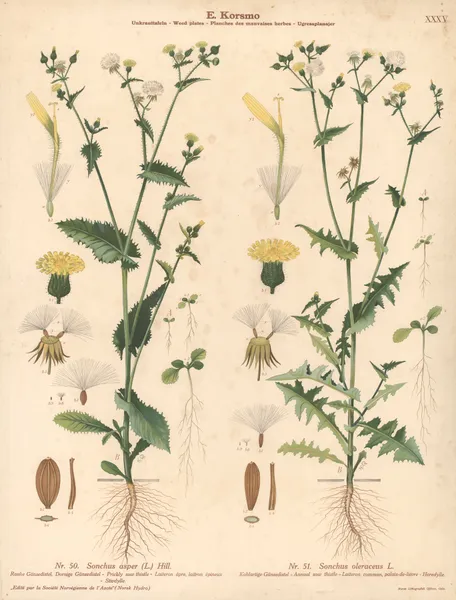 Prickly sow thistle, Annual sow thistle av Knut Quelprud