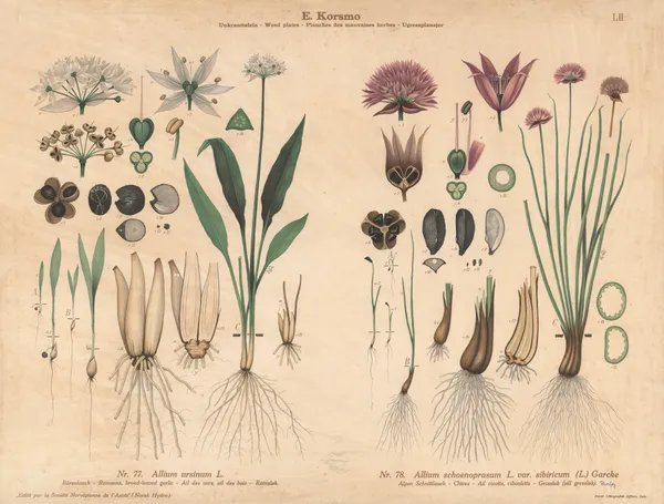 Ramsons, broad-leaved garlic, Chives av Knut Quelprud