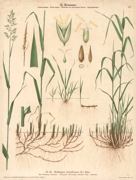 Reed grass av Knut Quelprud
