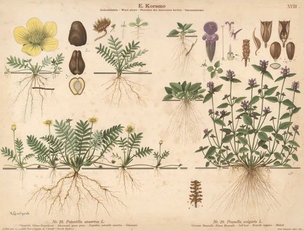 Silverweed, goose grass, Self-heal av Knut Quelprud