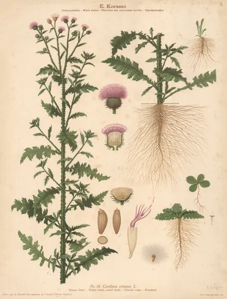 Welted thistle, Curled thistle av Knut Quelprud