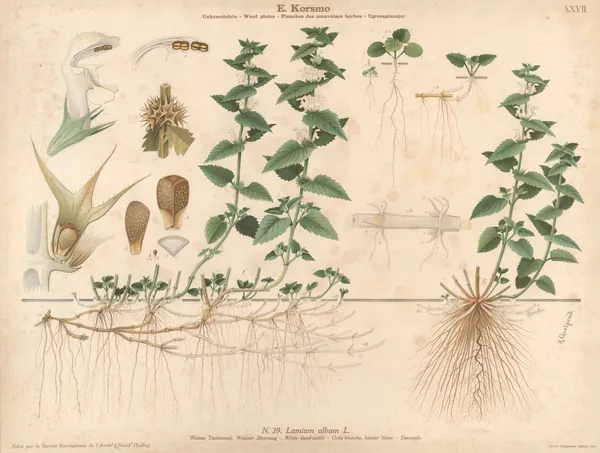 White dead-nettle av Knut Quelprud