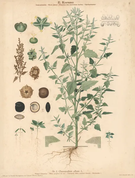 White goosefoot, fat hen av Knut Quelprud