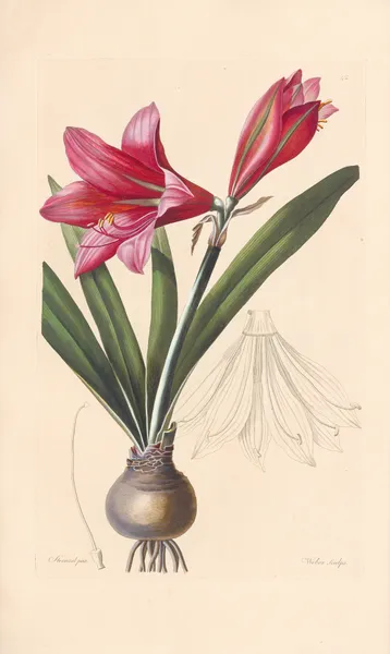 Amaryllis reginae av Leopold Trattinnick