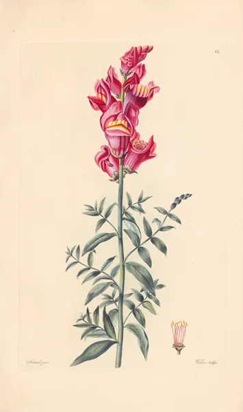 Antirrhinum majus av Leopold Trattinnick
