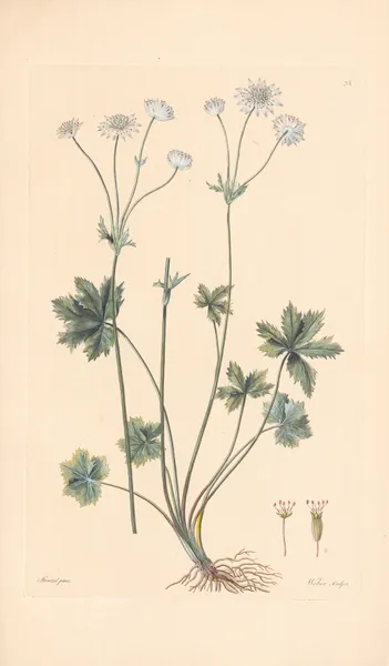 Astrantia carniolica av Leopold Trattinnick
