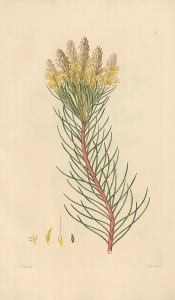 Aulax pinifolia av Leopold Trattinnick