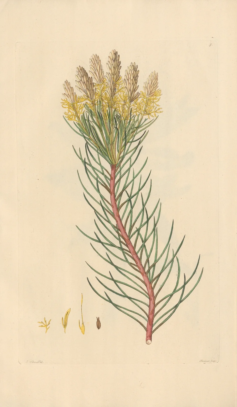 Aulax pinifolia av Leopold Trattinnick