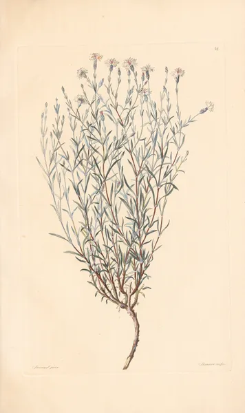 Dianthus rigidus av Leopold Trattinnick