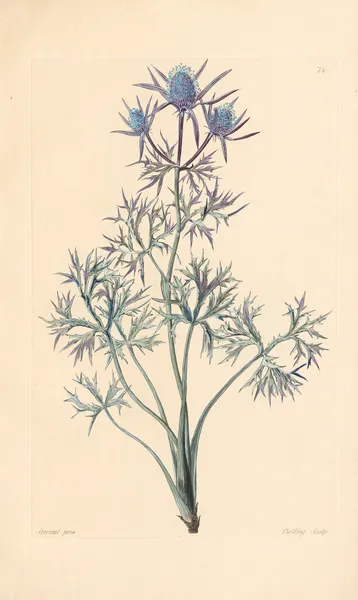 Eryngium Bourgati av Leopold Trattinnick