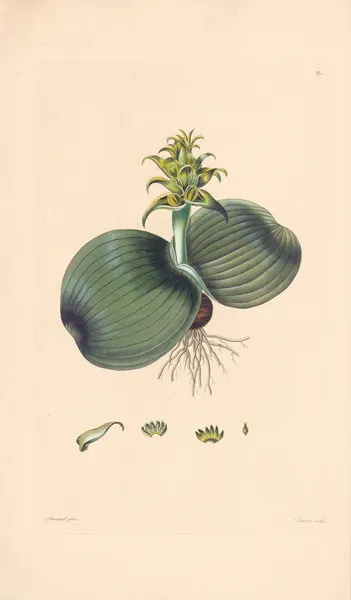 Eucomis bifolia av Leopold Trattinnick
