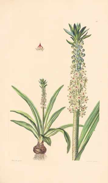 Eucomis punctata av Leopold Trattinnick
