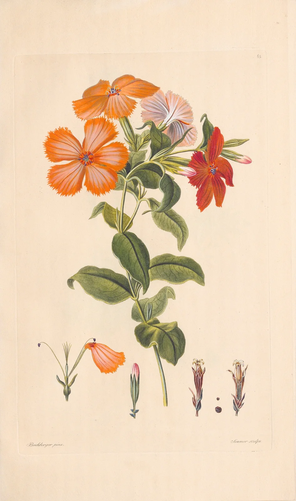 Hedona sinensis av Leopold Trattinnick