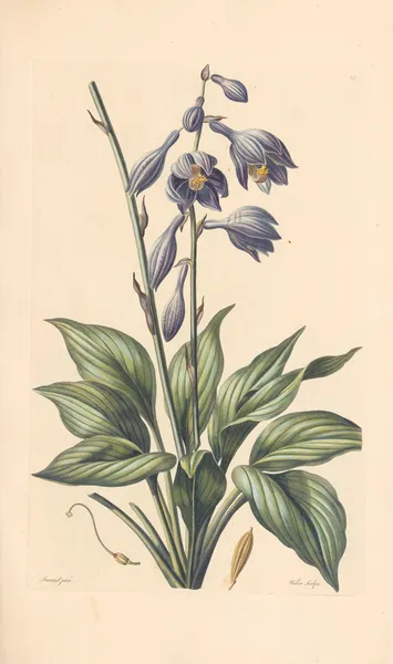 Hosta coerulea av Leopold Trattinnick